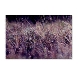 Trademark Fine Art BC0143-C3047GG "Purple Rain" by Beata Czyzowska Young 30" x 47" Frameless Art