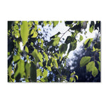 Trademark Fine Art BC0154-C3047GG "Whispers of Summer" by Beata Czyzowska Young 30" x 47" FRMLS Art