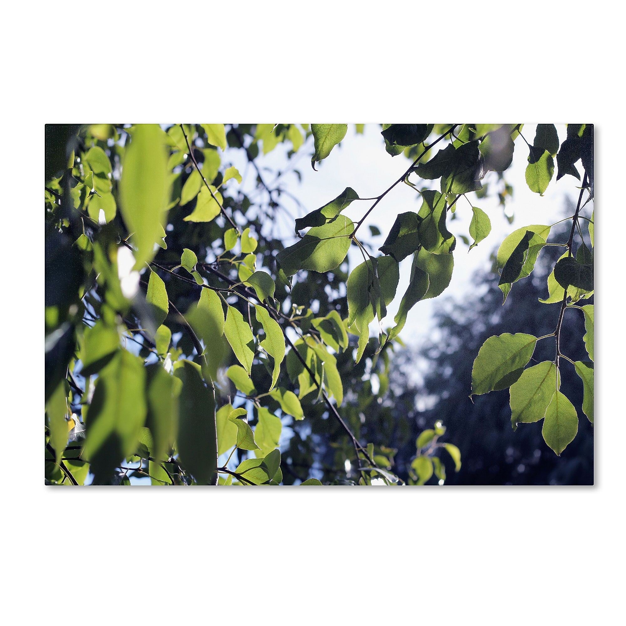 Trademark Fine Art BC0154-C3047GG "Whispers of Summer" by Beata Czyzowska Young 30" x 47" FRMLS Art