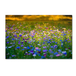 Trademark Fine Art PSL0332-C3047GG "Candy Fields" by Philippe Sainte-Laudy 30" x 47" Frameless Art