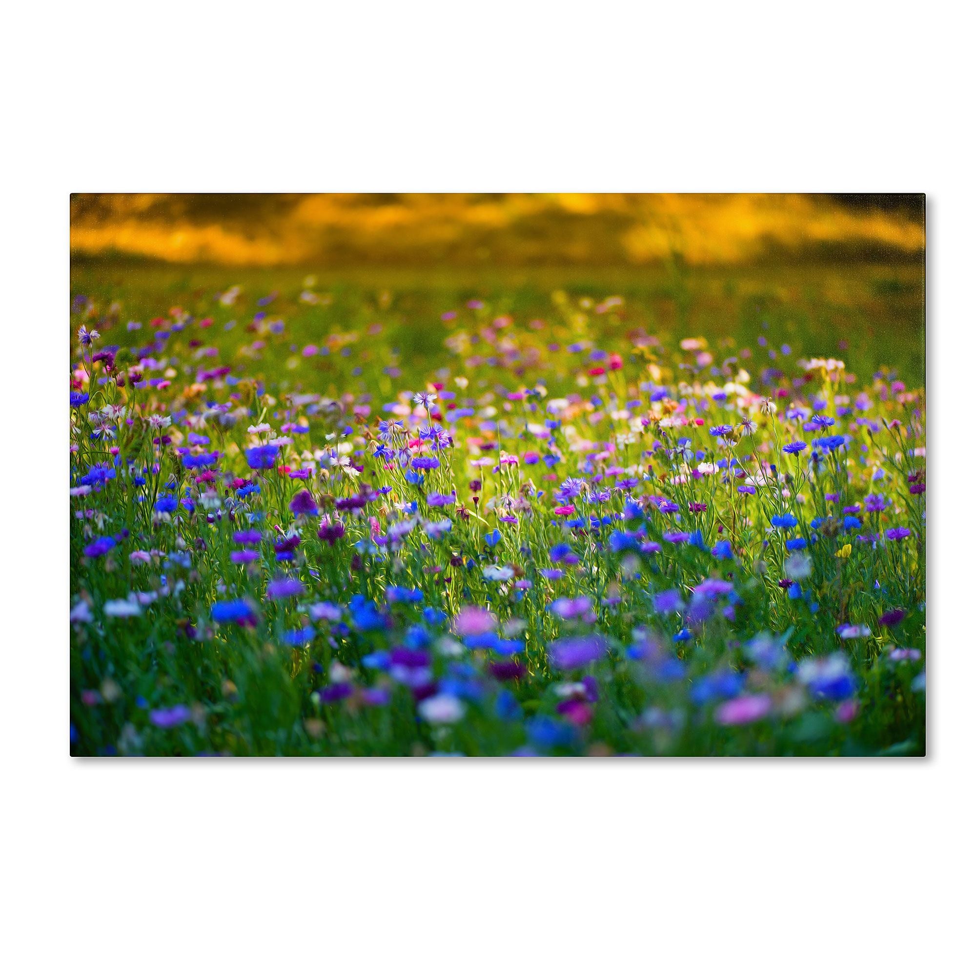 Trademark Fine Art PSL0332-C3047GG "Candy Fields" by Philippe Sainte-Laudy 30" x 47" Frameless Art