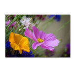 Trademark Fine Art PSL0335-C3047GG Cosmos of the Fields by Philippe Sainte-Laudy 30x47 FRMLS Art