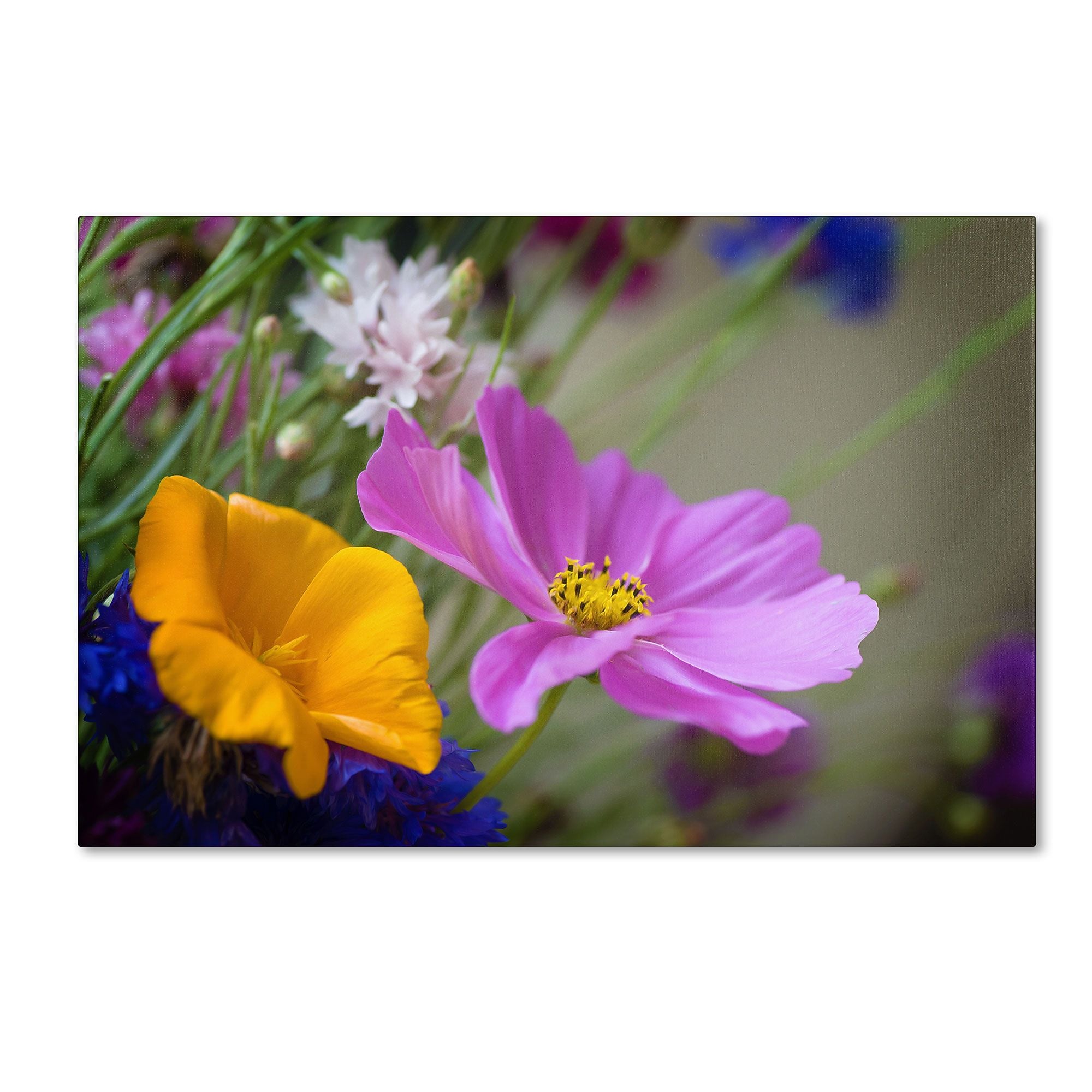 Trademark Fine Art PSL0335-C3047GG Cosmos of the Fields by Philippe Sainte-Laudy 30x47 FRMLS Art