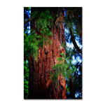 Trademark Fine Art PSL0306-C3047GG "Giant Sequoia" by Philippe Sainte-Laudy 30" x 47" Frameless Art