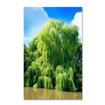 Trademark Fine Art PSL0329-C2232GG "Weeping Willow" by Philippe Sainte-Laudy 32" x 22" Frameless Art