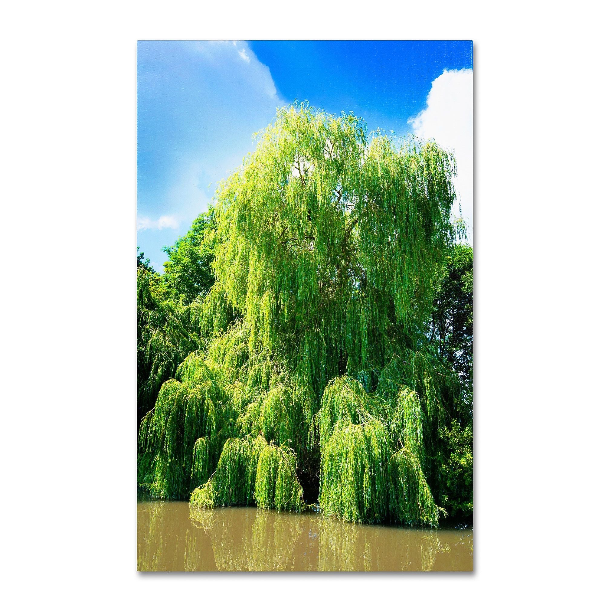 Trademark Fine Art PSL0329-C3047GG "Weeping Willow" by Philippe Sainte-Laudy 47" x 30" Frameless Art