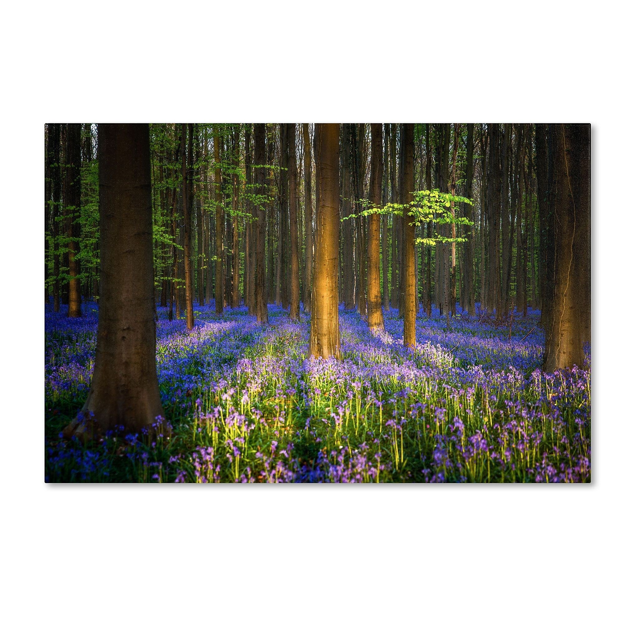 Trademark Fine Art RV0021-C3047GG "Mystical Forest" by Mathieu Rivrin 30" x 47" Frameless Art
