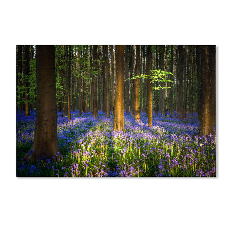Trademark Fine Art RV0021-C3047GG "Mystical Forest" by Mathieu Rivrin 30" x 47" Frameless Art