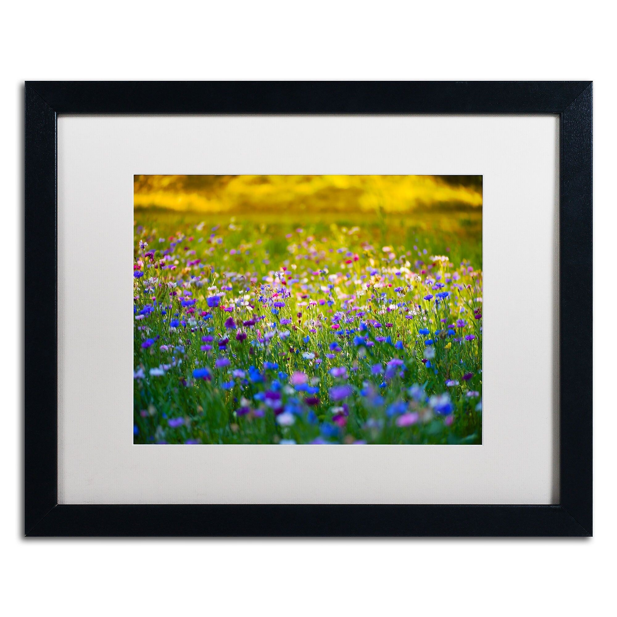 Trademark Fine Art PSL0332-B1620MF "Candy Fields" by Philippe Sainte-Laudy 16" x 20"FRM Art, WHT MTD