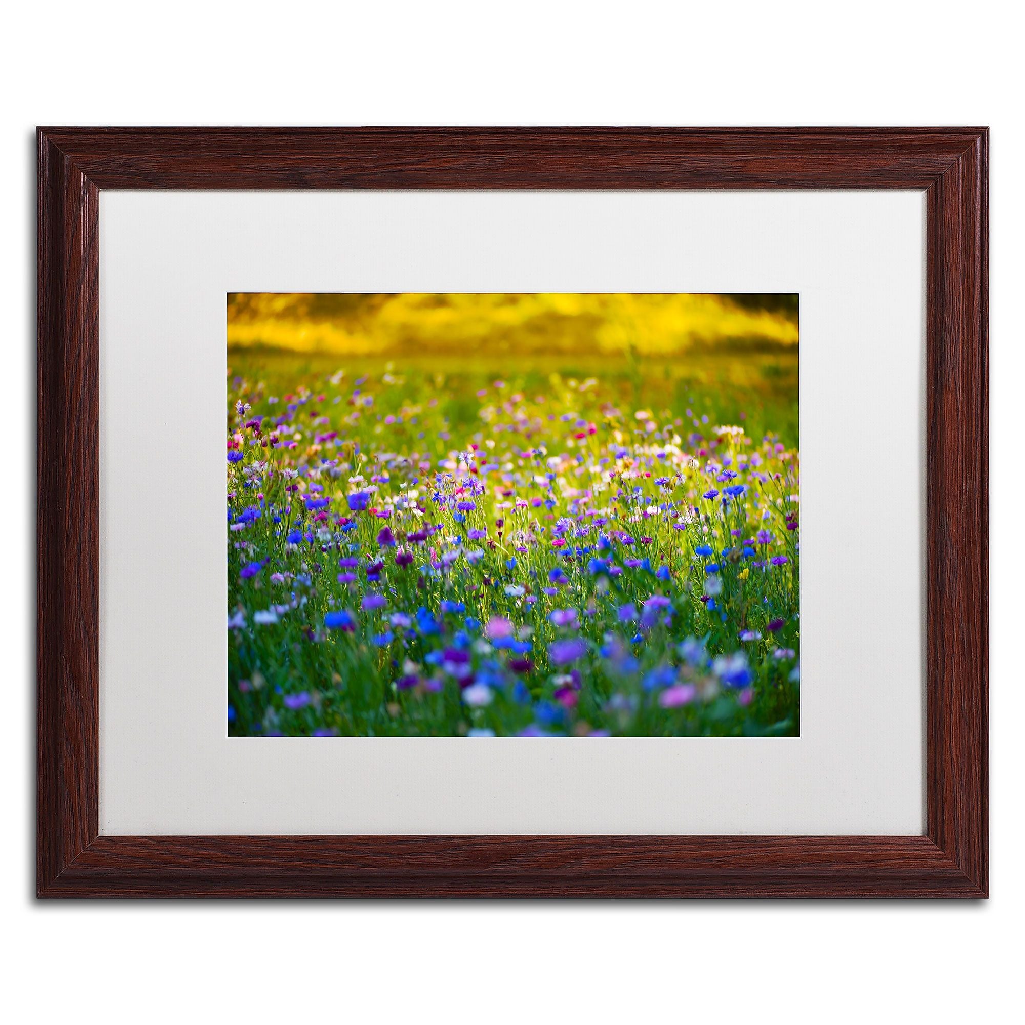 Trademark Fine Art PSL0332-W1620MF Candy Fields by Philippe Sainte-Laudy 16x20 FRM Art, WHT MTD