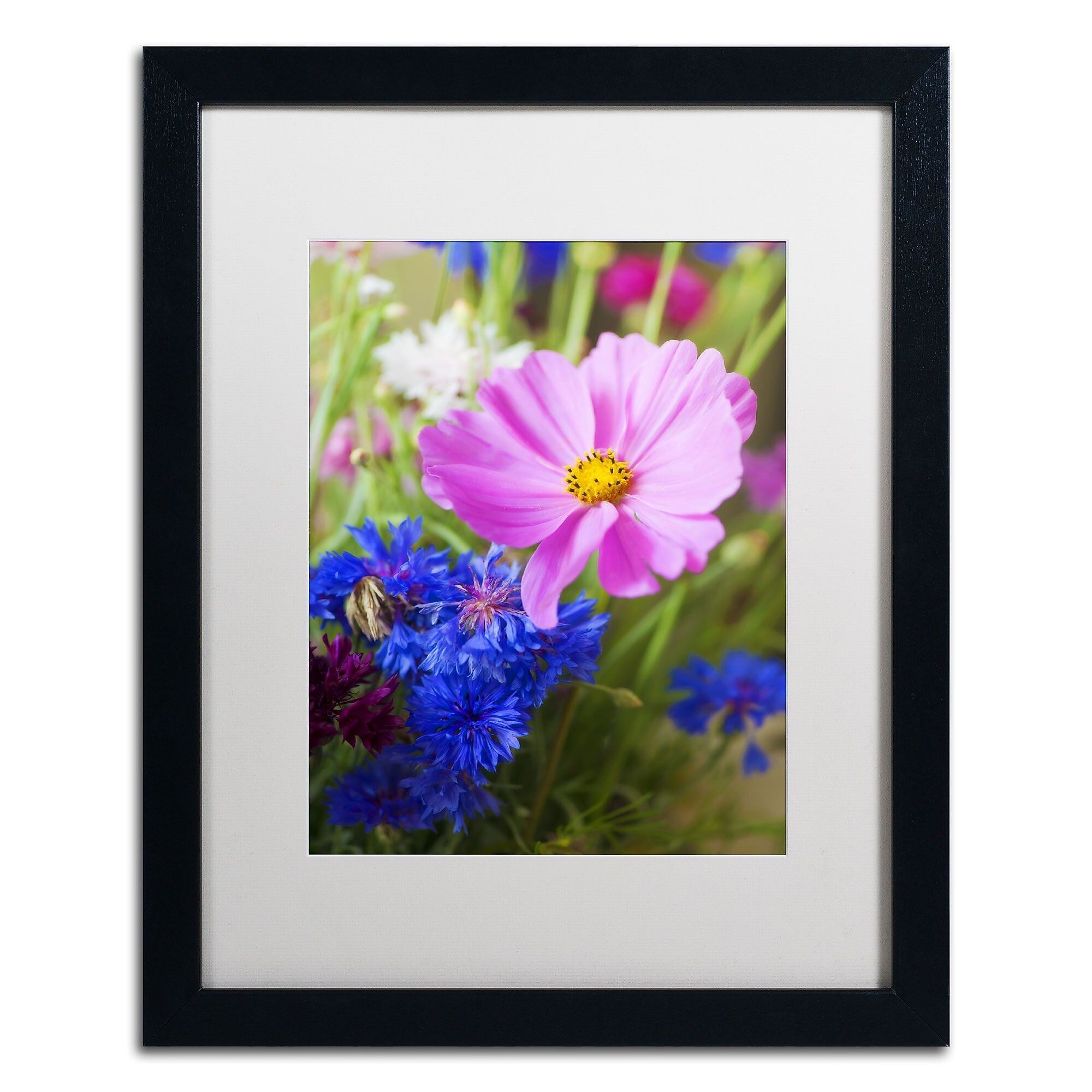 Trademark Fine Art PSL0333-B1620MF "Cosmo" by Philippe Sainte-Laudy 20" x 16" Framed Art, WHT MTD