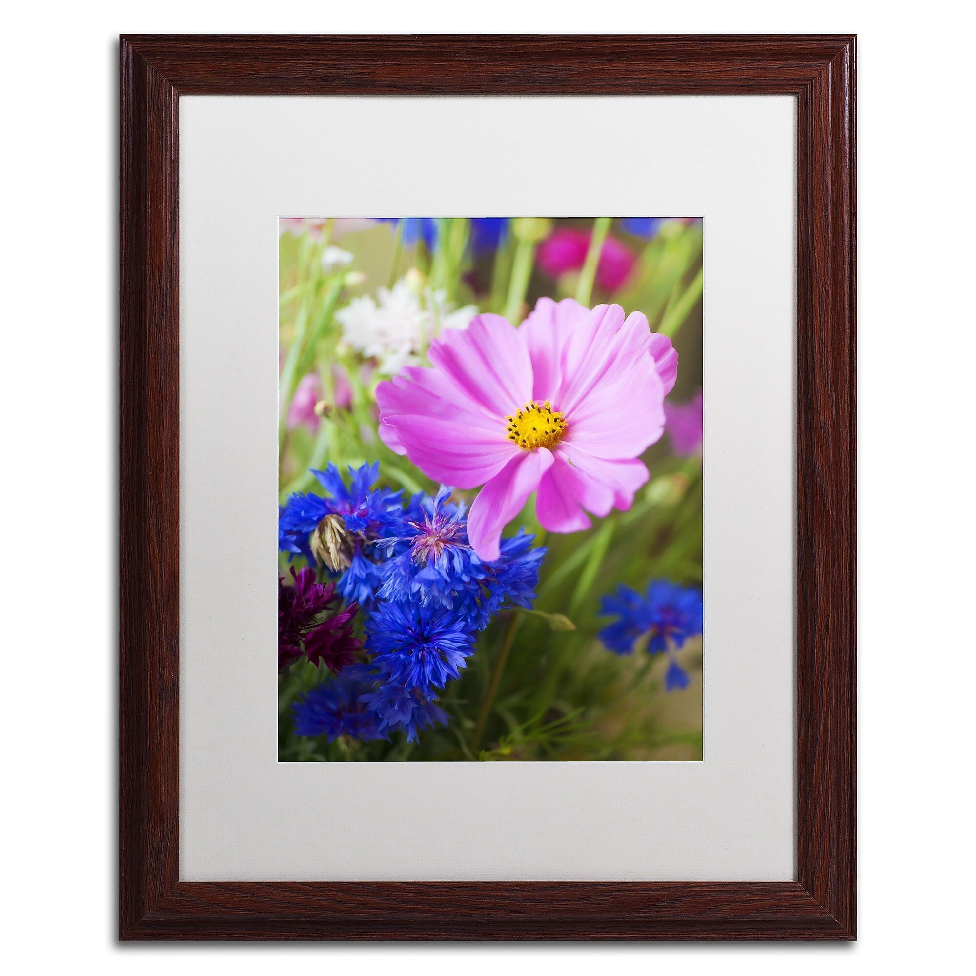 Trademark Fine Art PSL0333-W1620MF "Cosmo" by Philippe Sainte-Laudy 20" x 16" Framed Art, WHT MTD