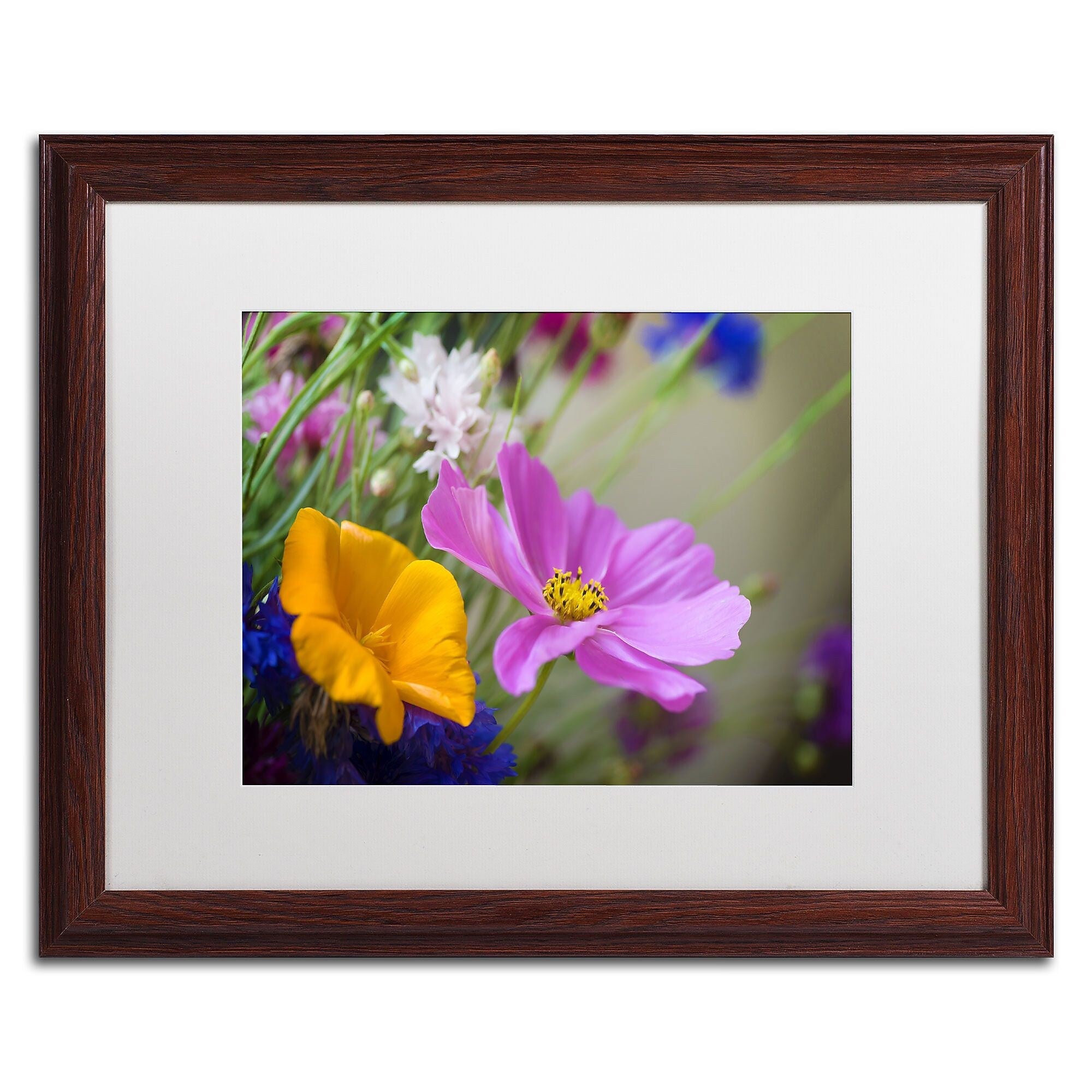 Trademark Fine Art Cosmos of the Fields by Philippe Sainte-Laudy 16x20 FRM Art, WHT MTD (PSL0335-W1620MF)