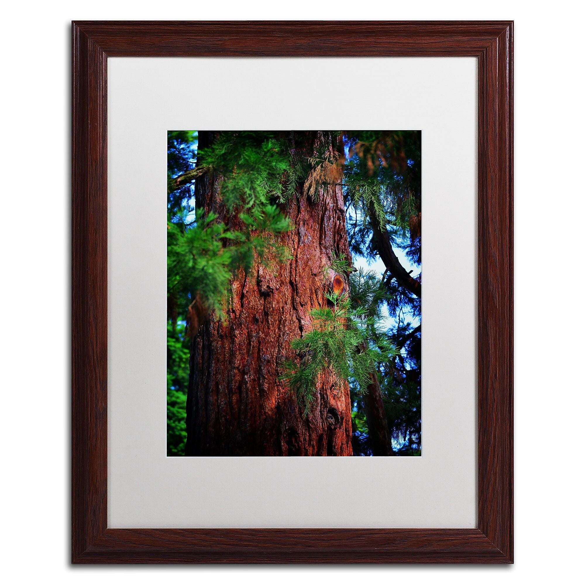 Trademark Fine Art PSL0306-W1620MF Giant Sequoia by Philippe Sainte-Laudy 16x20 FRM Art, WHT MTD