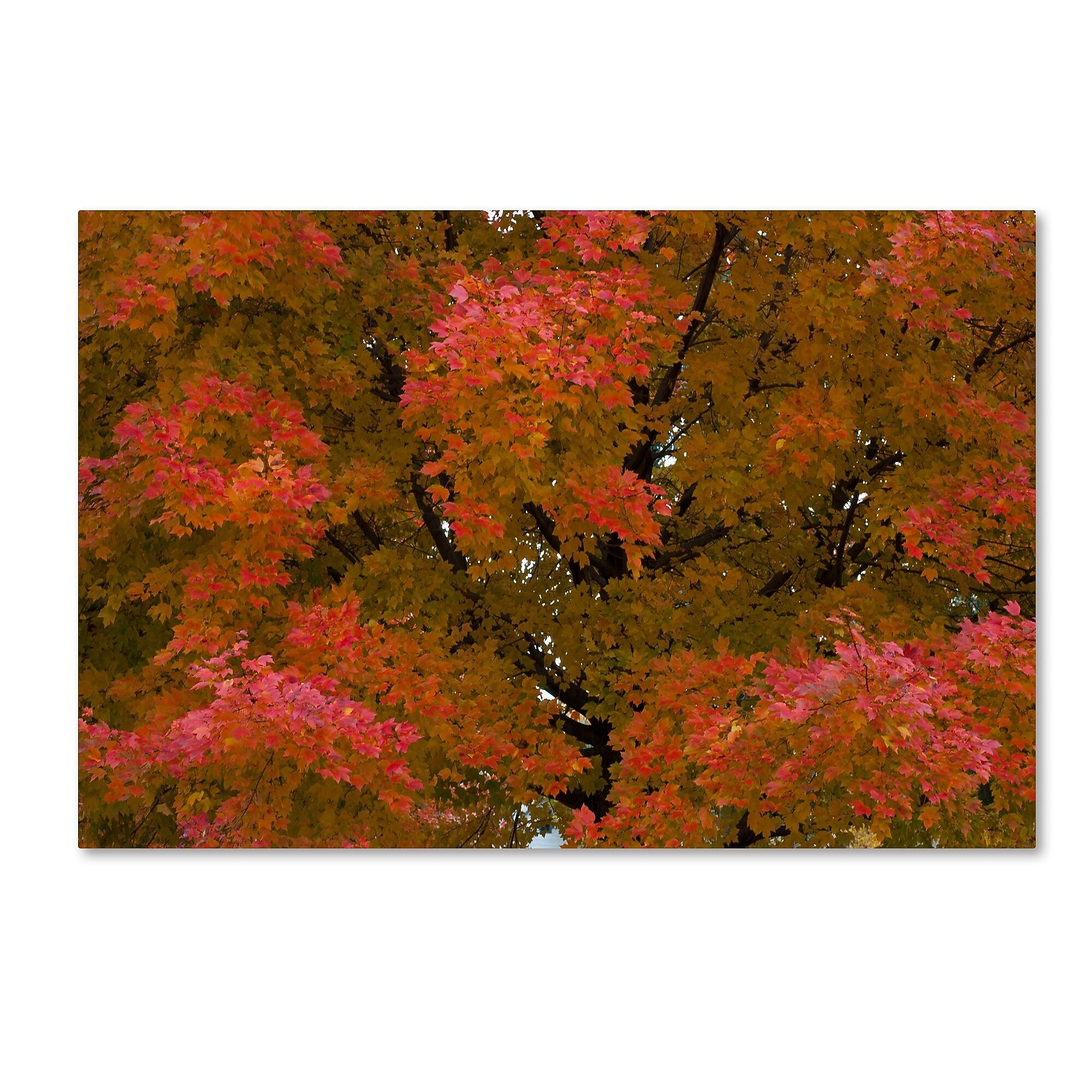 Trademark Fine Art KS0137-C1624GG "Autumn Maple Splendor" by Kurt Shaffer 16" x 24" Frameless Art