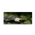 Trademark Fine Art KS0145-C819GG "One White Water Lily" by Kurt Shaffer 8" x 19" Frameless Art