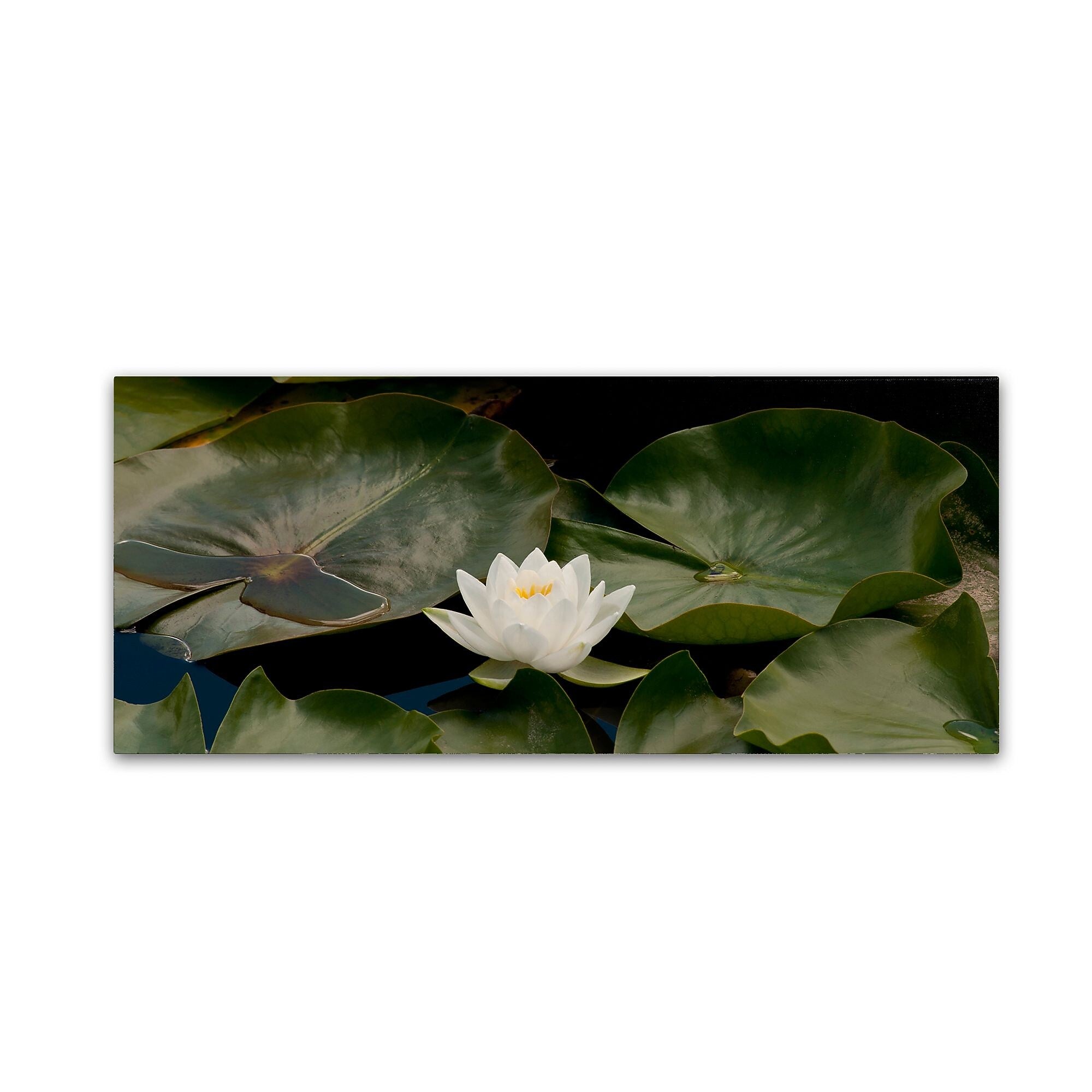 Trademark Fine Art KS0145-C819GG "One White Water Lily" by Kurt Shaffer 8" x 19" Frameless Art