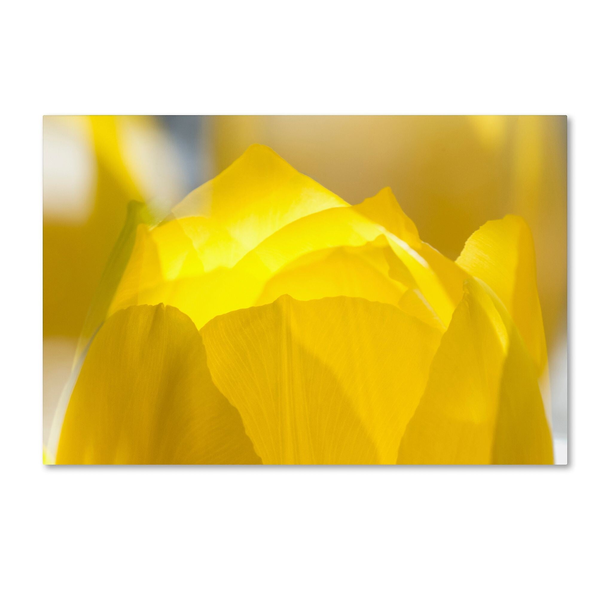 Trademark Fine Art KS0156-C3047GG "Yellow Tulip Double Exposure" by Kurt Shaffer 30" x 47" FRMLS Art