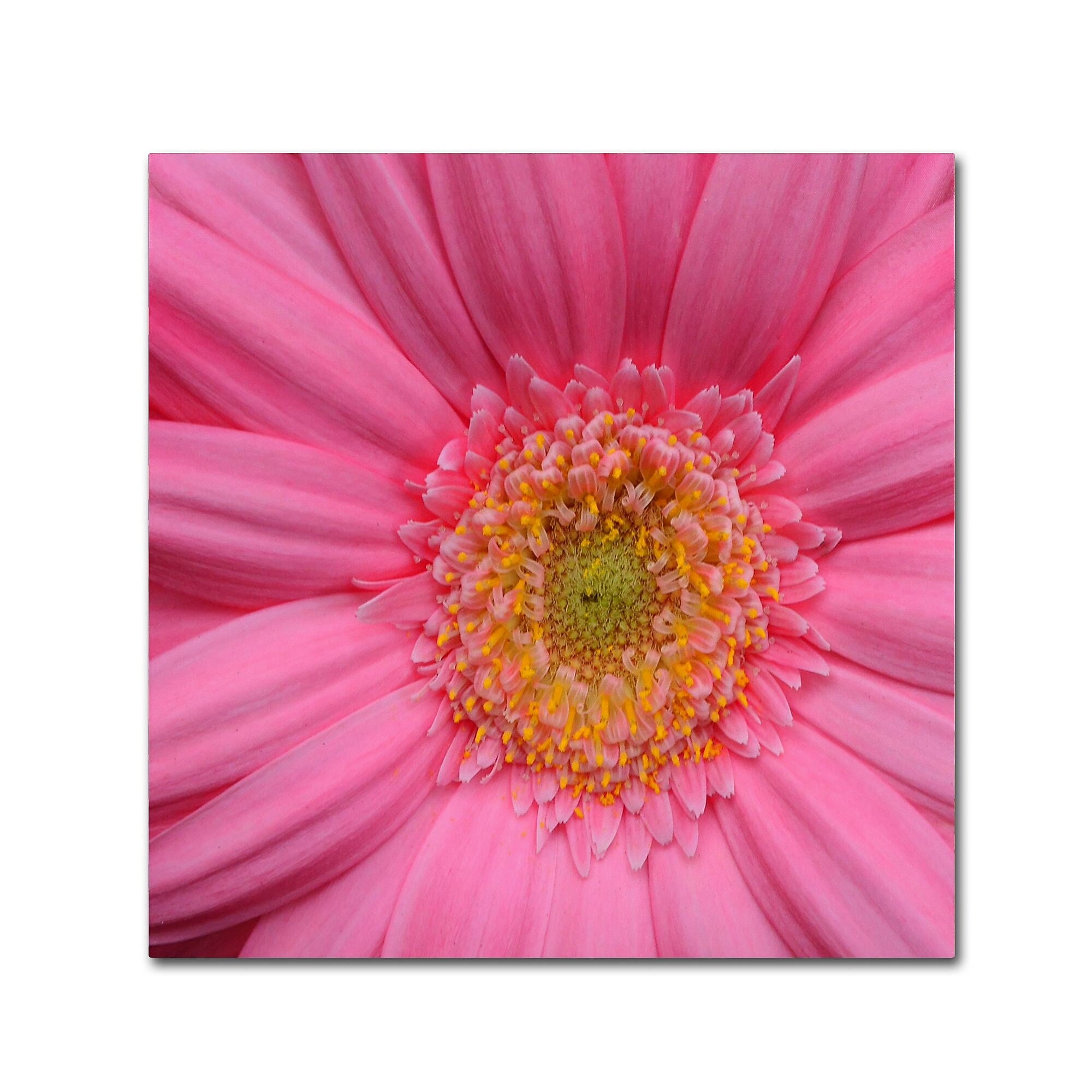 Trademark Fine Art KS0158-C1414GG "Pink" by Kurt Shaffer 14" x 14" Frameless Art