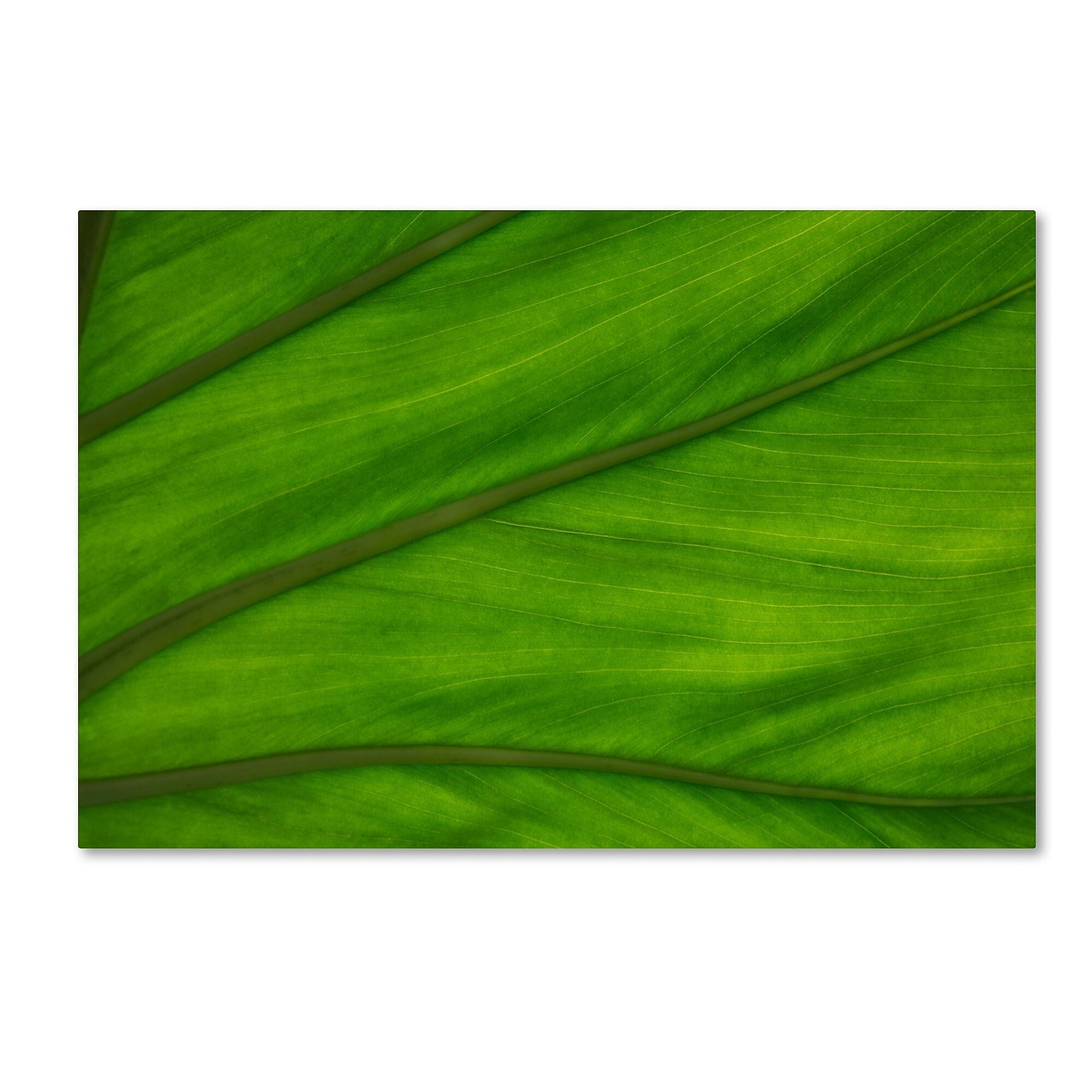 Trademark Fine Art KS0162-C1624GG Green Elephant Ear Leaf Abstract by Kurt Shaffer 16x24 FRMLS Art