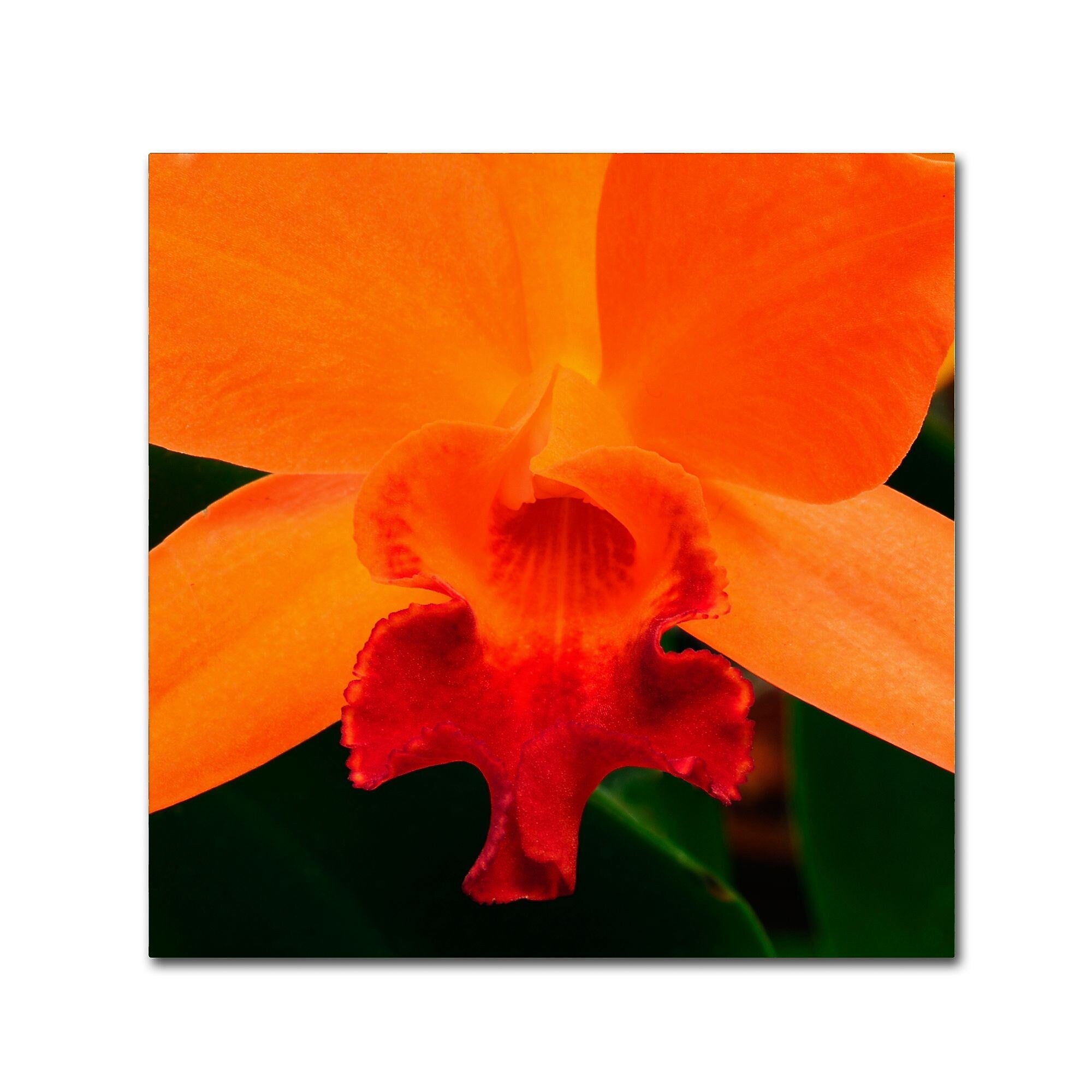 Trademark Fine Art KS0164-C1414GG "Brilliant Orchid on Fire" by Kurt Shaffer 14" x 14" Frameless Art
