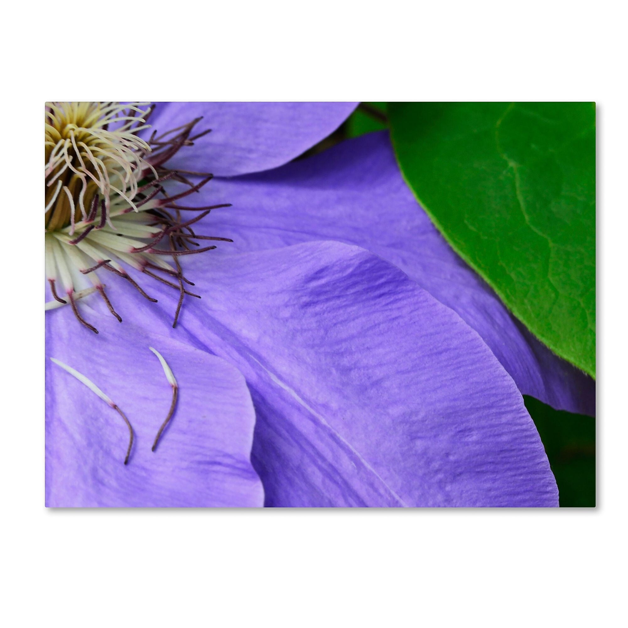Trademark Fine Art KS0165-C1419GG "Clematis Abstract" by Kurt Shaffer 14" x 19" Frameless Art