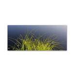 Trademark Fine Art KS0171-C1432GG "Pond Grass Abstract" by Kurt Shaffer 14" x 32" Frameless Art
