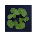 Trademark Fine Art KS0175-C2424GG "Giant Lily Pad Abstract" by Kurt Shaffer 24" x 24" Frameless Art