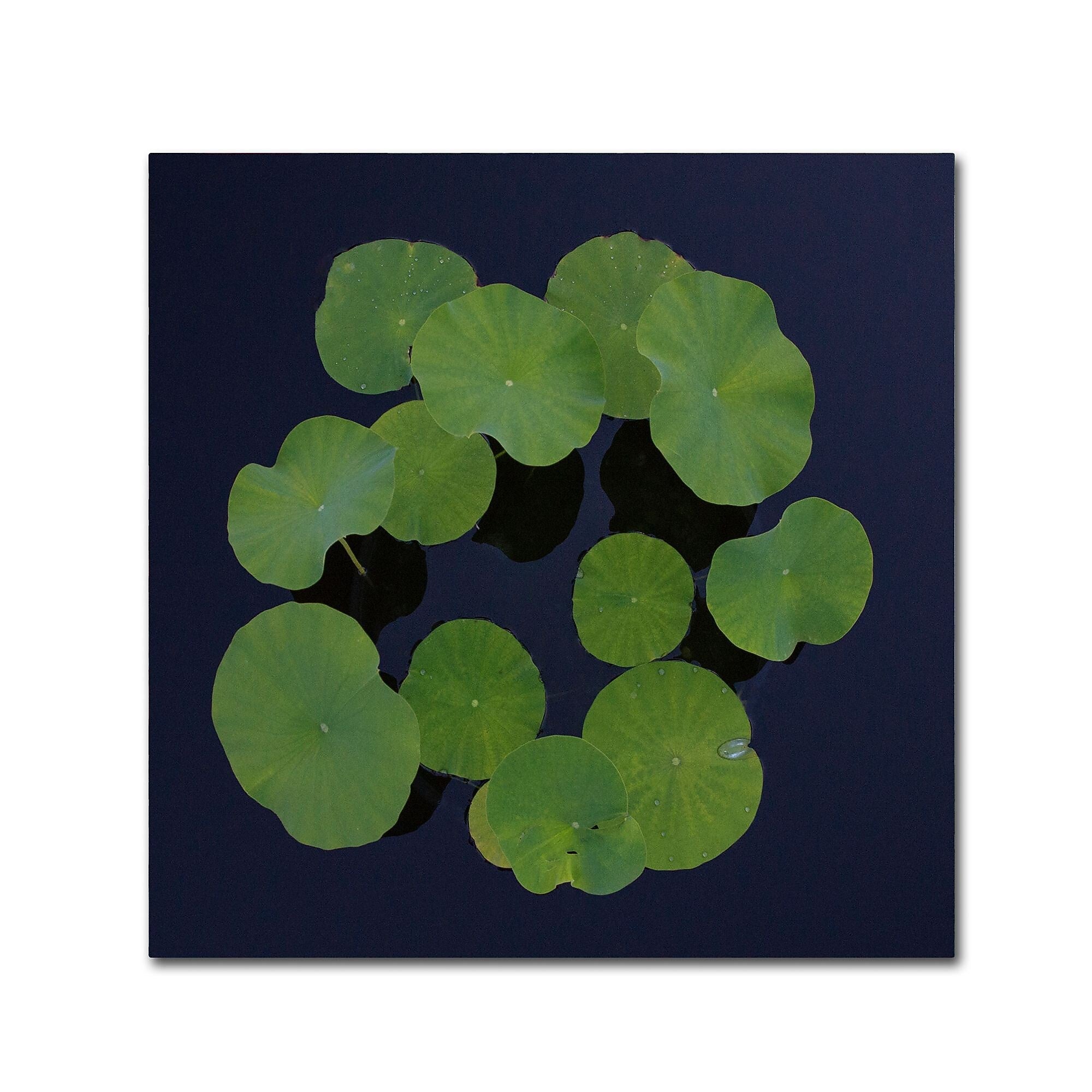 Trademark Fine Art KS0175-C2424GG "Giant Lily Pad Abstract" by Kurt Shaffer 24" x 24" Frameless Art