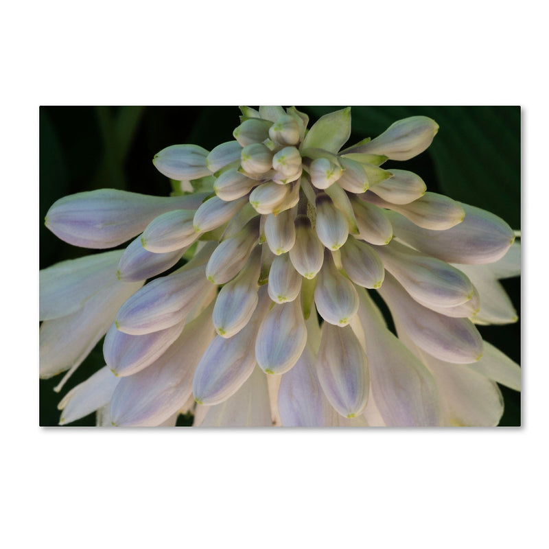 Trademark Fine Art KS0178-C3047GG "Hosta Flower Abstract" by Kurt Shaffer 30" x 47" Frameless Art