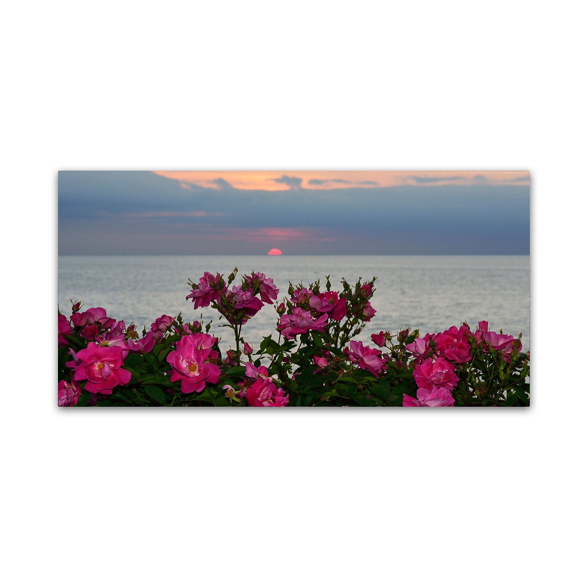 Trademark Fine Art KS0186-C2447GG "Sunset Roses" by Kurt Shaffer 24" x 47" Frameless Art