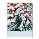 Trademark Fine Art KS0189-C2432GG "inter Berries and Pine" by Kurt Shaffer 32" x 24" Frameless Art