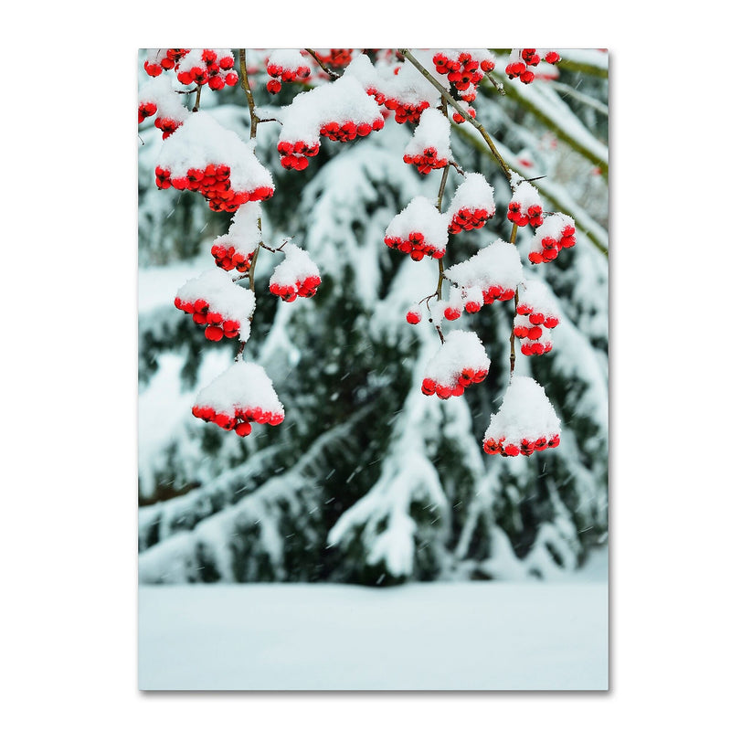 Trademark Fine Art KS0189-C2432GG "inter Berries and Pine" by Kurt Shaffer 32" x 24" Frameless Art