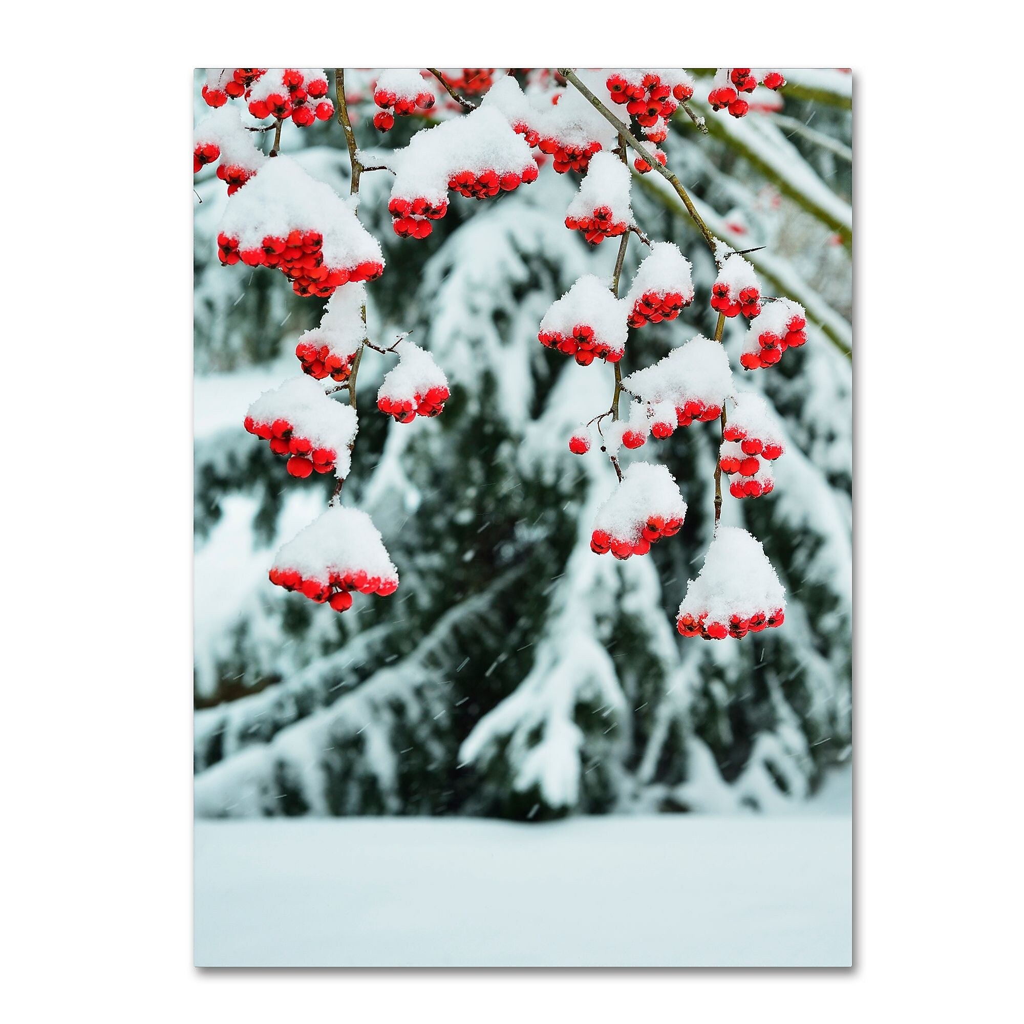 Trademark Fine Art KS0189-C3547GG "inter Berries and Pine" by Kurt Shaffer 47" x 35" Frameless Art