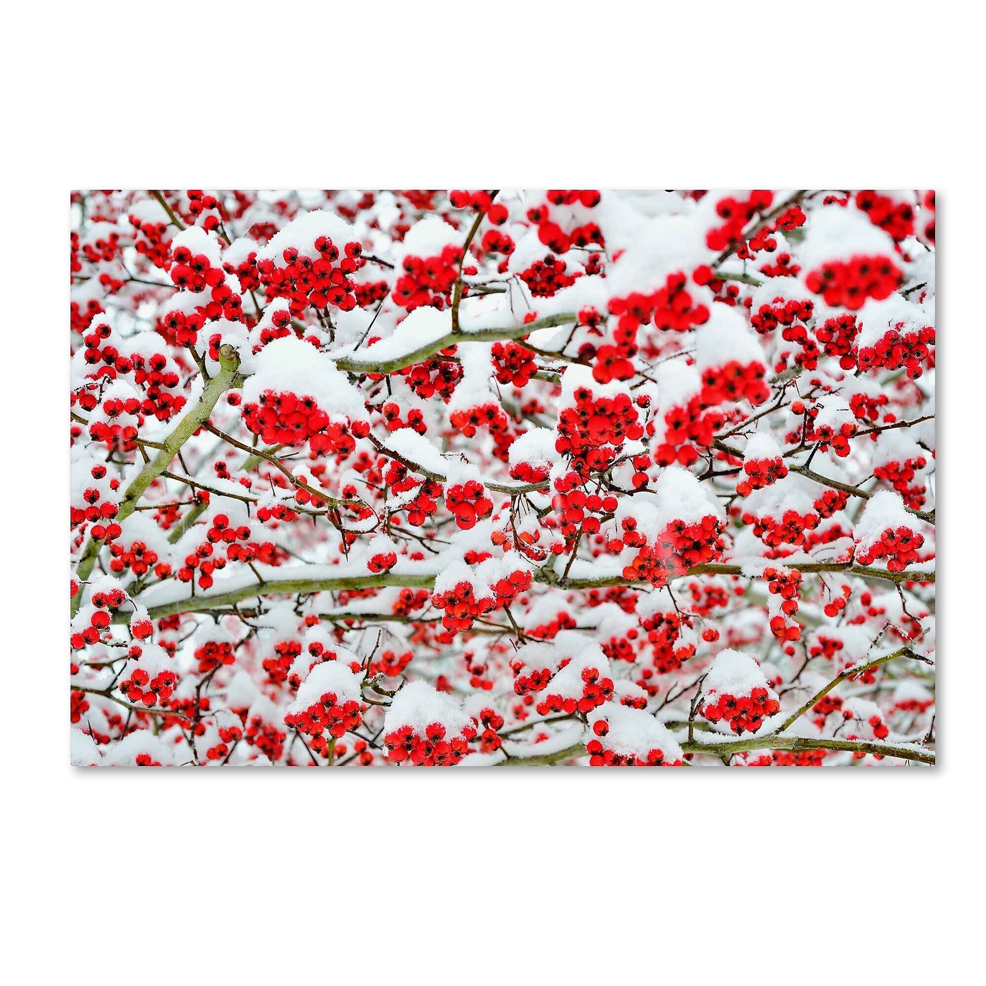 Trademark Fine Art KS0190-C1624GG "inter Berries in the Snow" by Kurt Shaffer 16" x 24" FRMLS Art