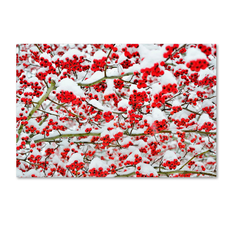 Trademark Fine Art KS0190-C1624GG "inter Berries in the Snow" by Kurt Shaffer 16" x 24" FRMLS Art