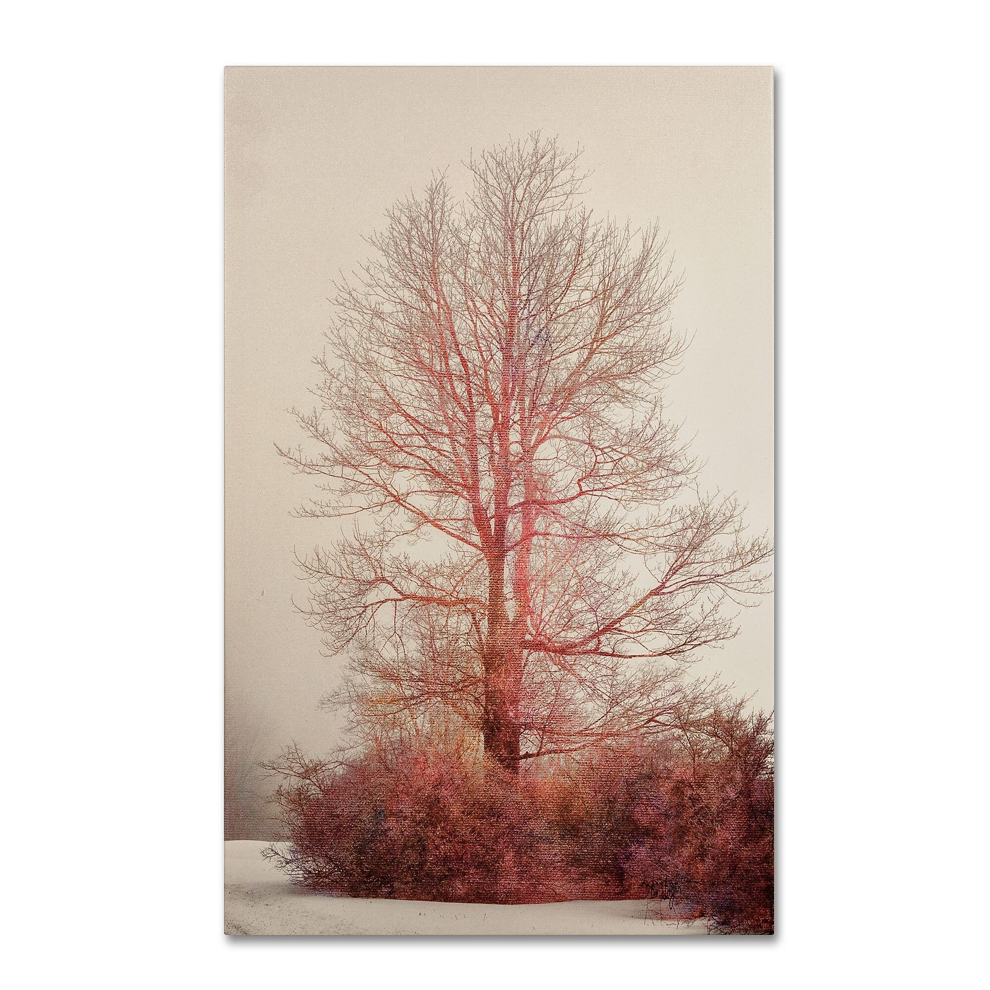 Trademark Fine Art LBR0238-C1219GG "A-Blush in the Fog" by Lois Bryan 19" x 12" Frameless Art
