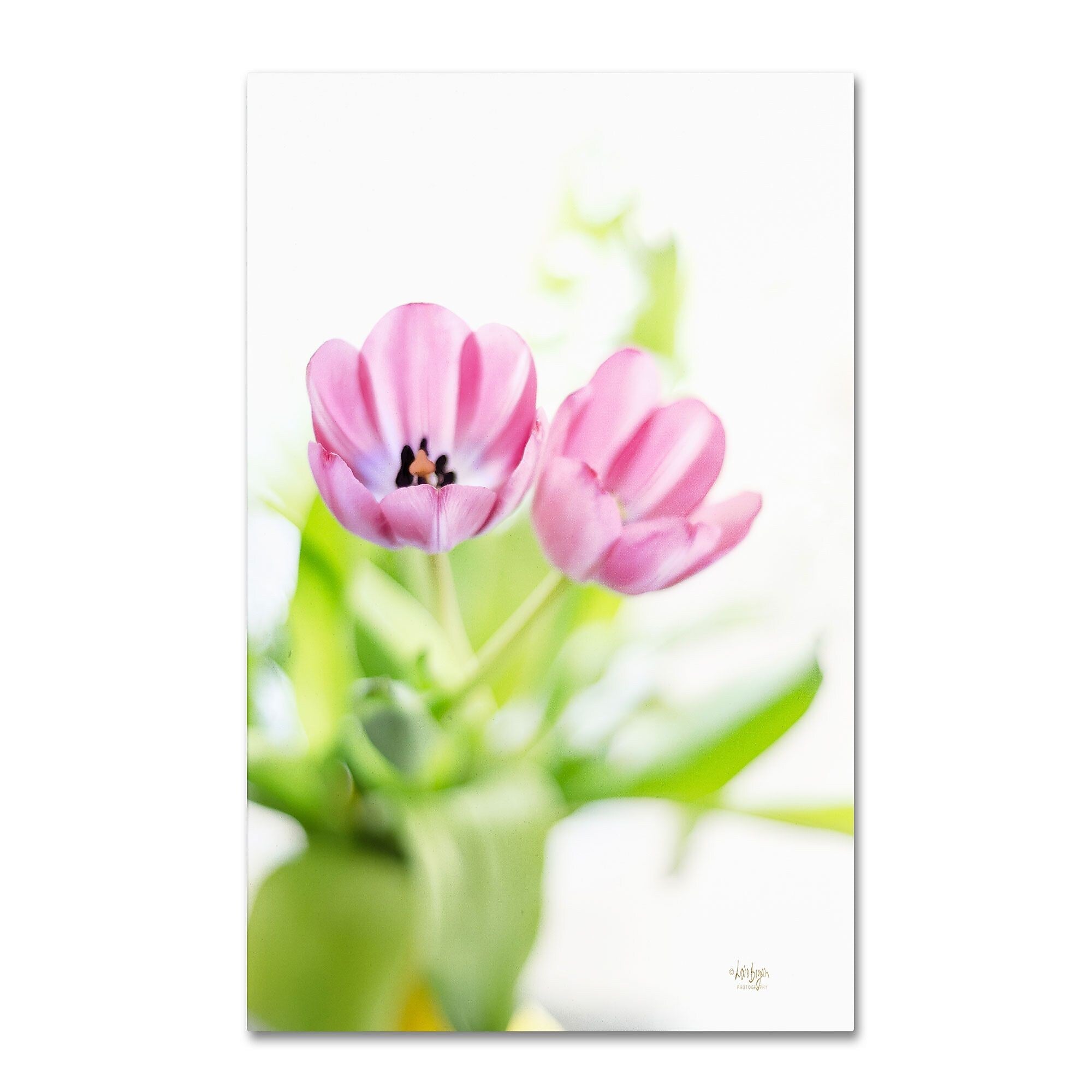 Trademark Fine Art LBR0277-C1624GG "Pink Tulips Drenched in Light" by Lois Bryan 24" x 16" FRMLS Art