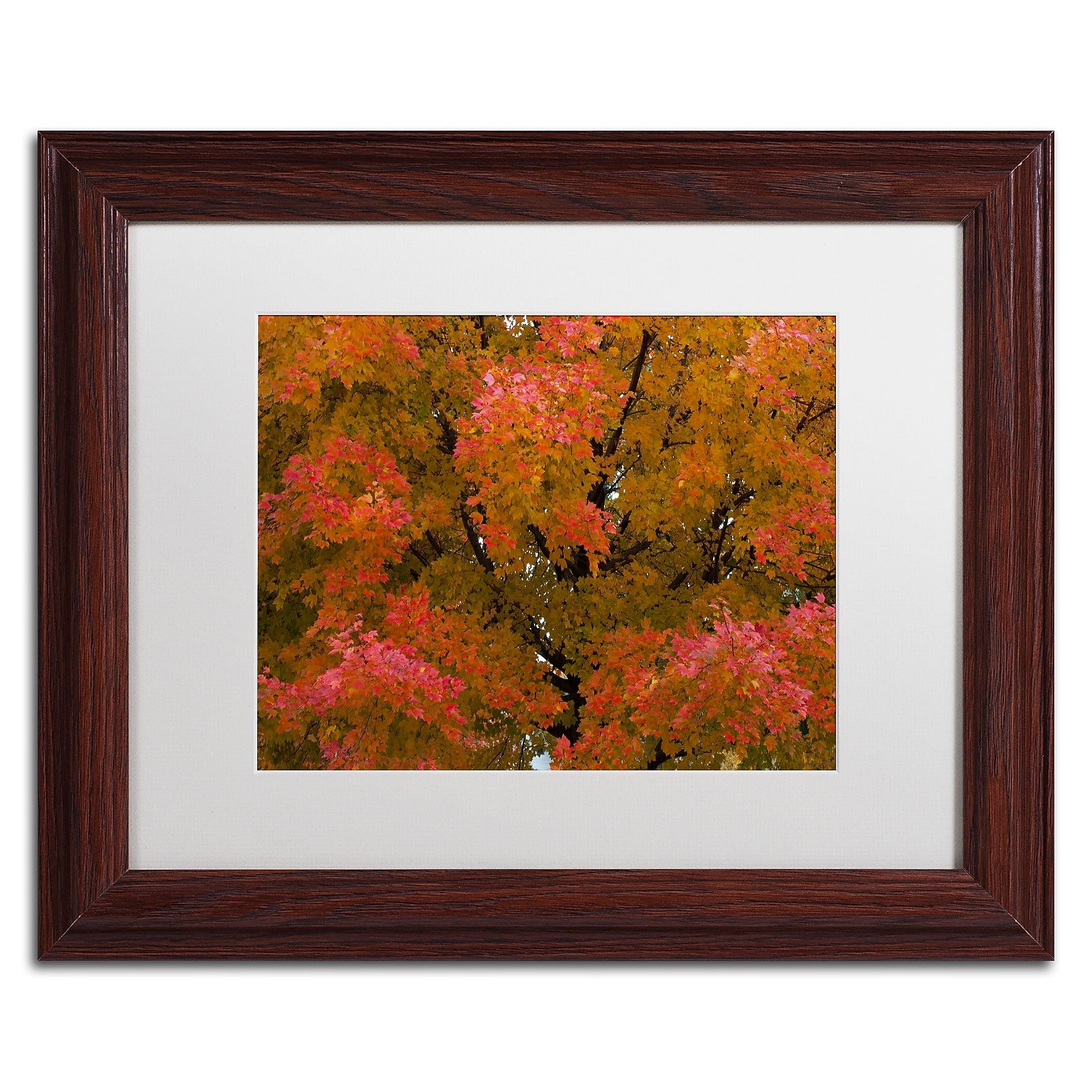 Trademark Fine Art KS0137-W1114MF "Autumn Maple Splendor" by Kurt Shaffer 11" x 14" FRM Art, WHT MTD