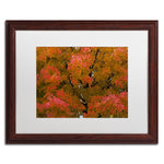 Trademark Fine Art KS0137-W1620MF "Autumn Maple Splendor" by Kurt Shaffer 16" x 20" FRM Art, WHT MTD