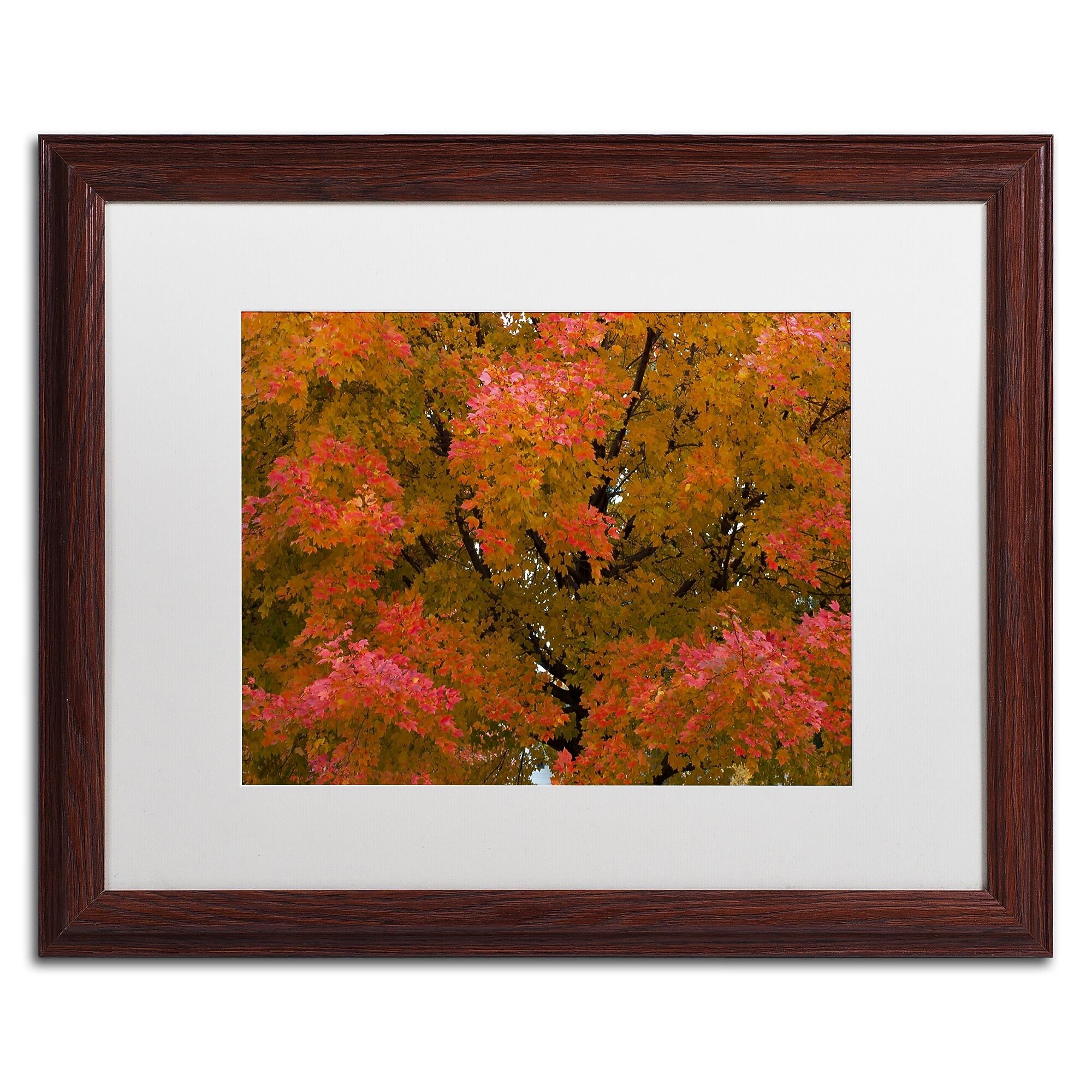 Trademark Fine Art KS0137-W1620MF "Autumn Maple Splendor" by Kurt Shaffer 16" x 20" FRM Art, WHT MTD