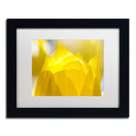 Trademark Fine Art KS0156-B1114MF "Yellow Tulip" by Kurt Shaffer 11" x 14" Framed Art, White Matted