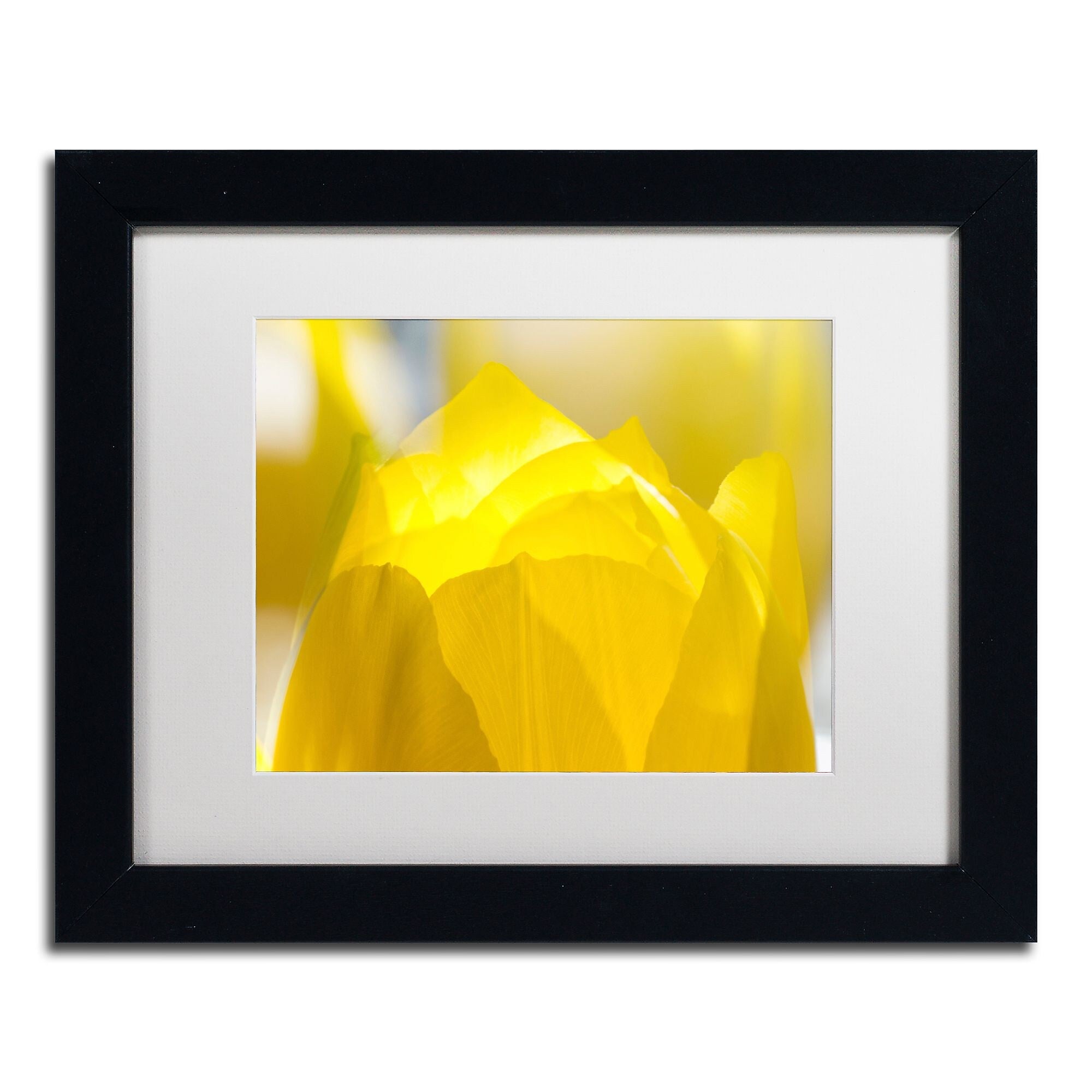 Trademark Fine Art KS0156-B1114MF "Yellow Tulip" by Kurt Shaffer 11" x 14" Framed Art, White Matted