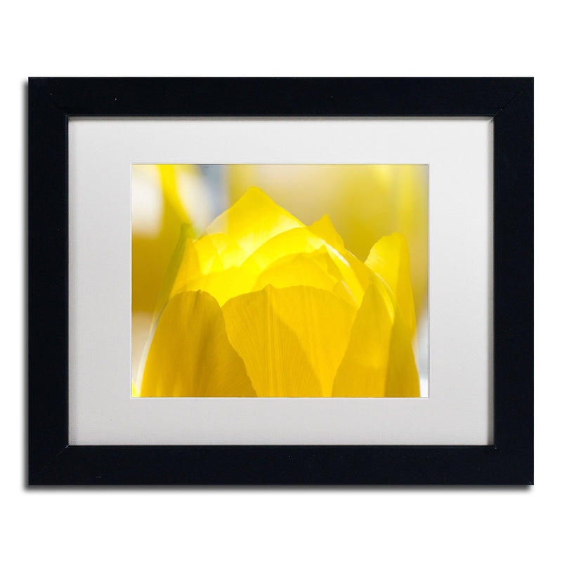 Trademark Fine Art KS0156-B1114MF "Yellow Tulip" by Kurt Shaffer 11" x 14" Framed Art, White Matted
