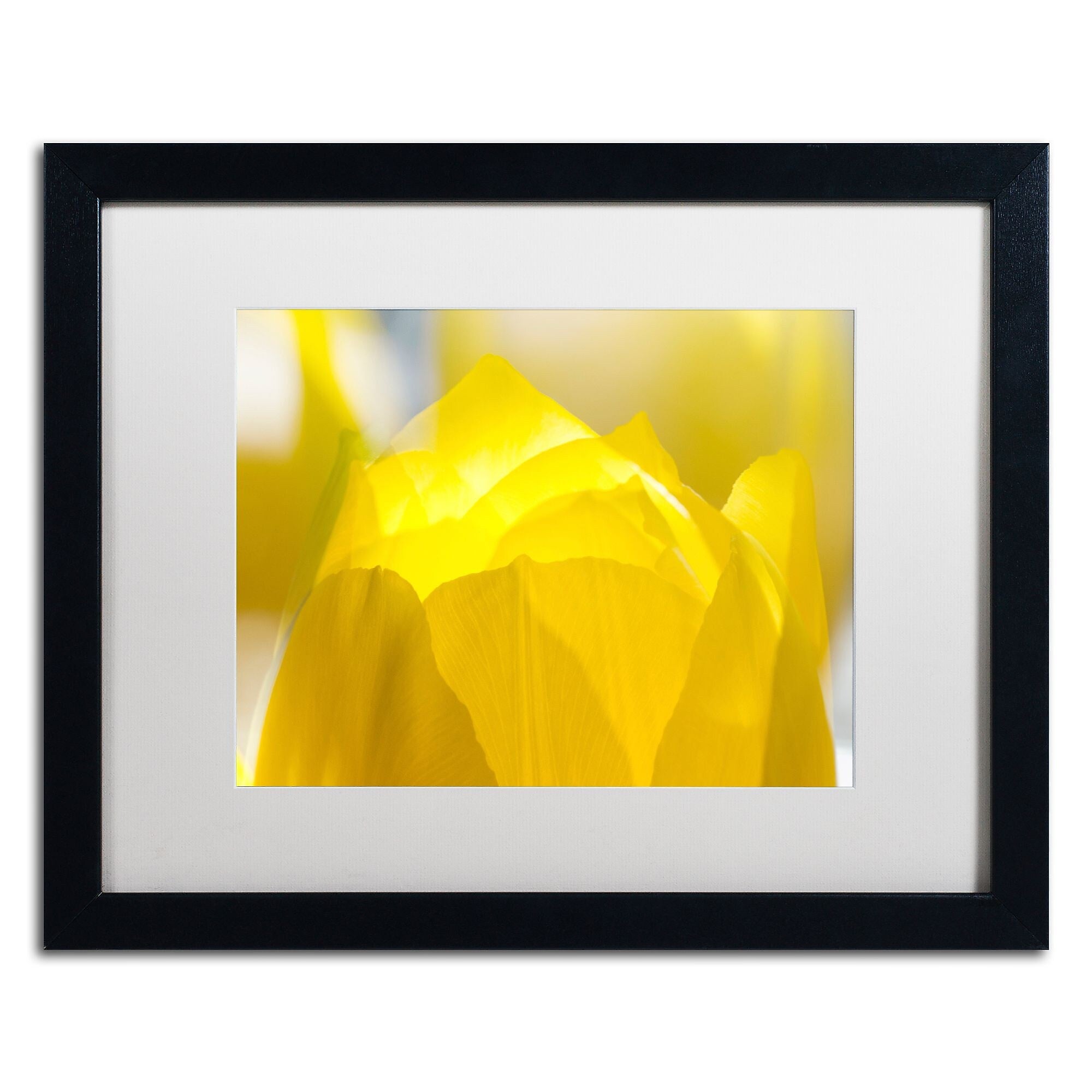 Trademark Fine Art KS0156-B1620MF "Yellow Tulip" by Kurt Shaffer 16" x 20" Framed Art, White Matted