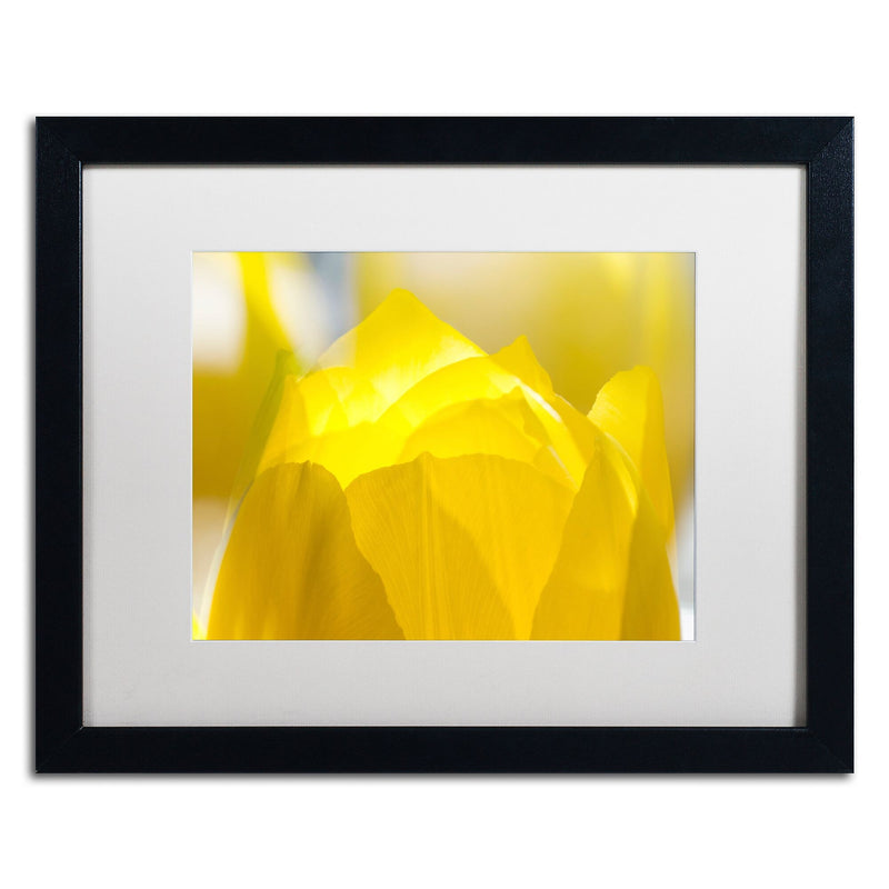 Trademark Fine Art KS0156-B1620MF "Yellow Tulip" by Kurt Shaffer 16" x 20" Framed Art, White Matted