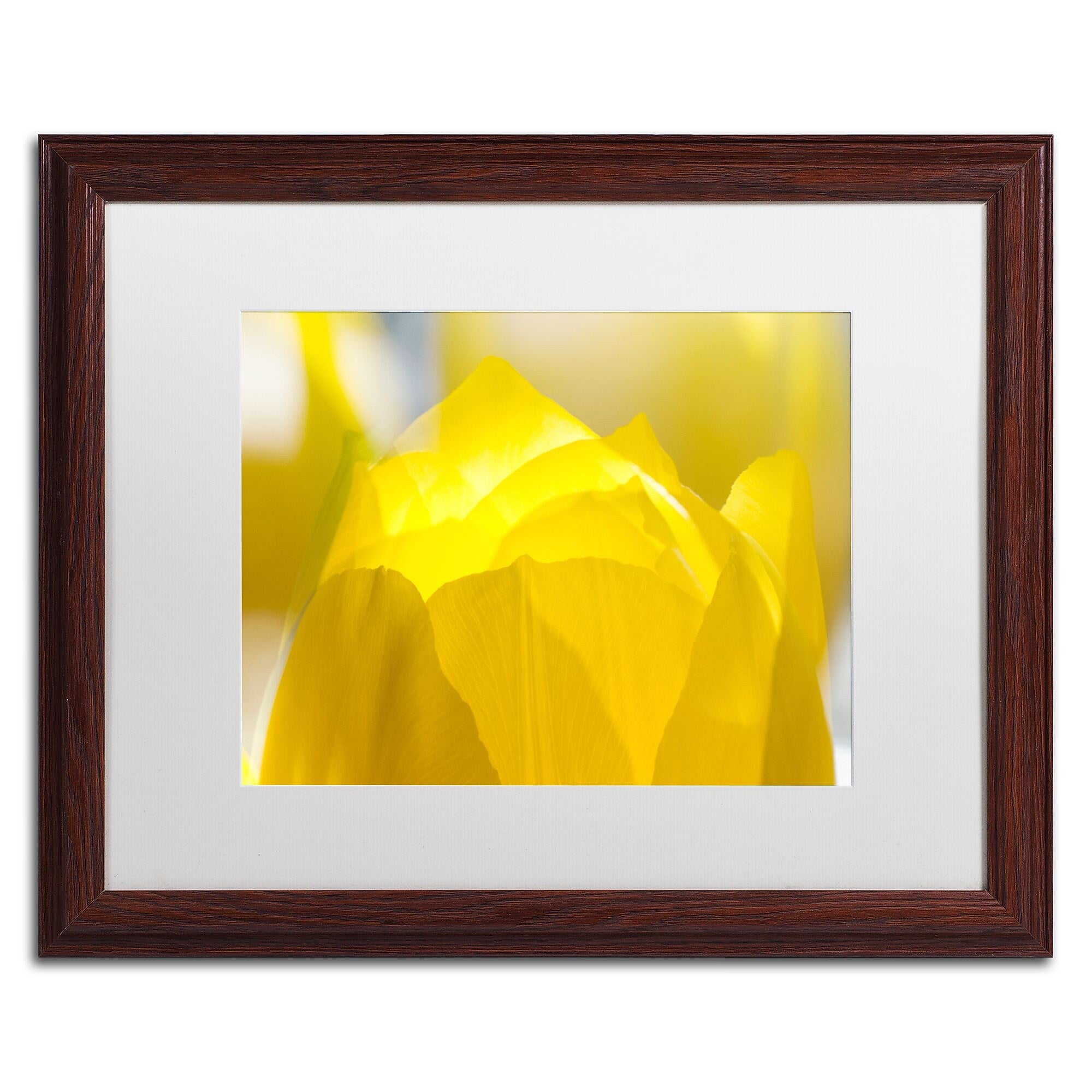 Trademark Fine Art KS0156-W1620MF "Yellow Tulip" by Kurt Shaffer 16" x 20" Framed Art, White Matted