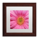 Trademark Fine Art KS0158-W1111MF "Pink" by Kurt Shaffer 11" x 11" Framed Art, White Matted