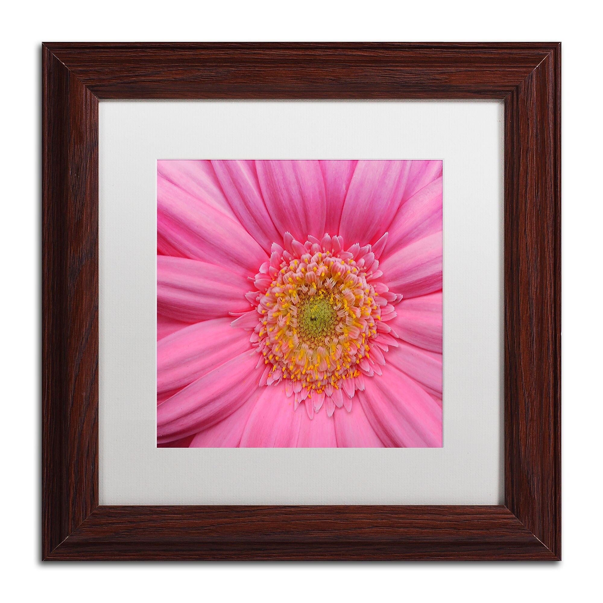 Trademark Fine Art KS0158-W1111MF "Pink" by Kurt Shaffer 11" x 11" Framed Art, White Matted