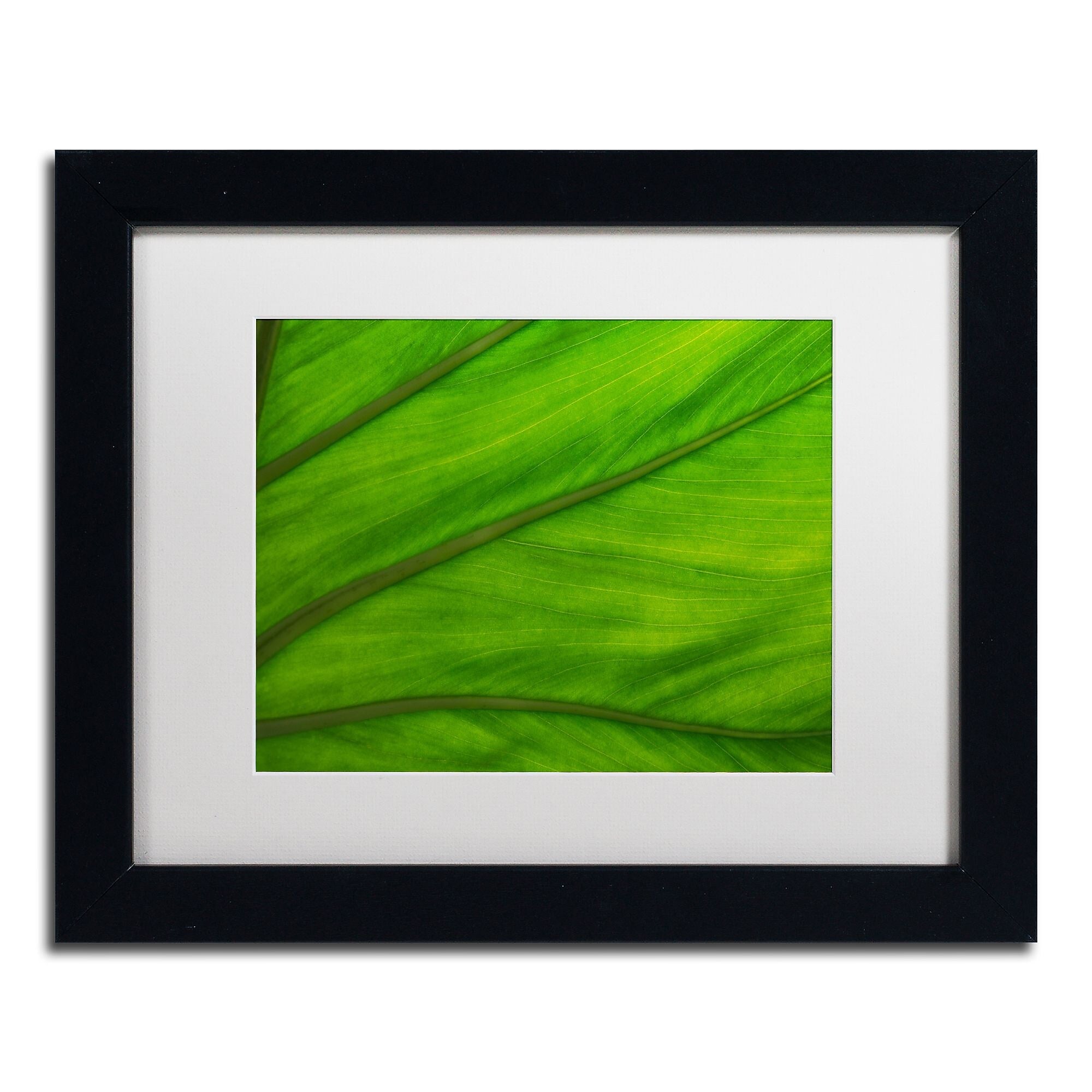 Trademark Fine Art KS0162-B1114MF Green Elephant Ear Abstract by Kurt Shaffer 11x14 FRM Art, WHT MTD